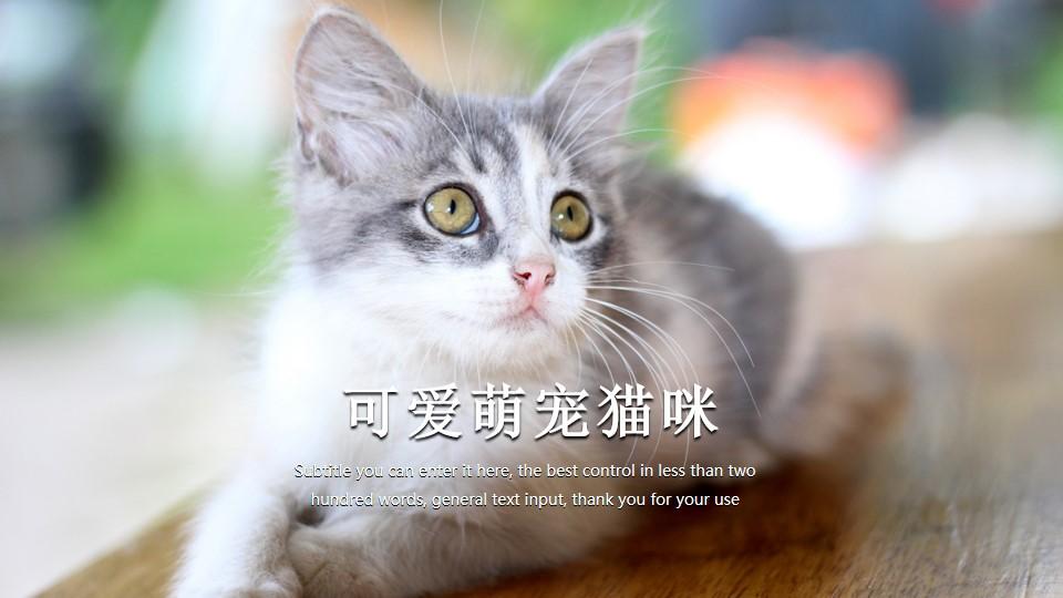 subtitleenter猫咪control萌宠宠物行业云素材PPT模板1670403516726